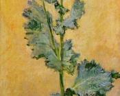 克劳德 莫奈 : White Poppy